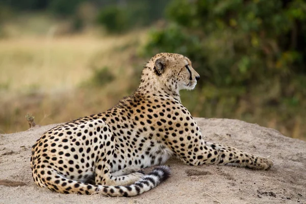 Chita Masai mara — Fotografia de Stock