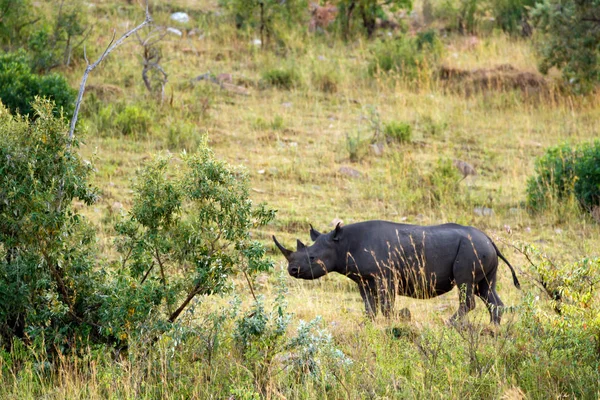 Rinoceronte de masai mara — Foto de Stock