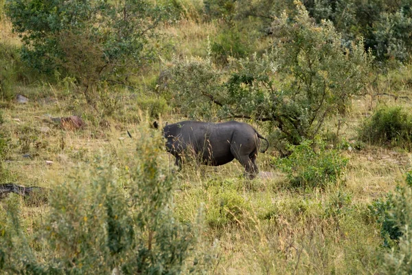 Rinoceronte negro en el mara masai — Foto de Stock
