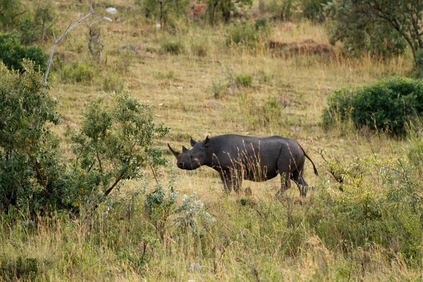 Zwarte neushoorn in de masai mara — Stockfoto