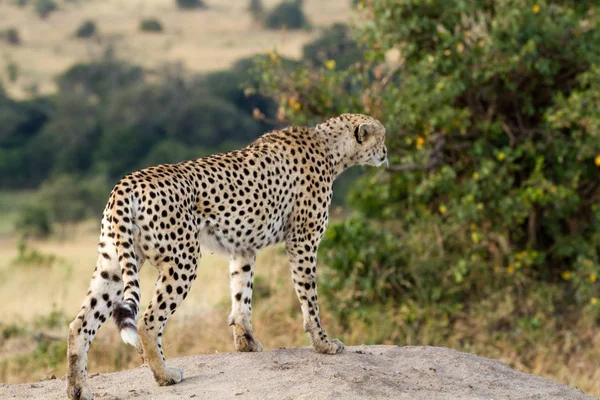 Masai-Mara-Gepard — Stockfoto