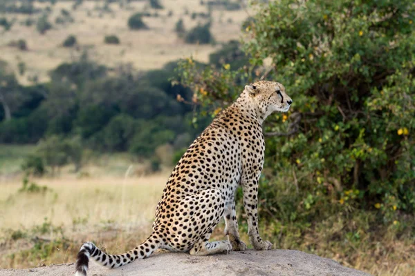 Chita Masai mara — Fotografia de Stock