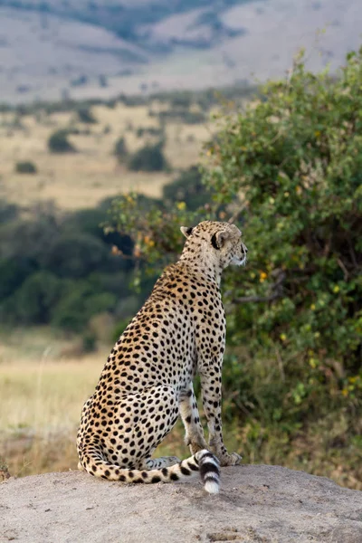 Chita Masai mara — Fotografia de Stock
