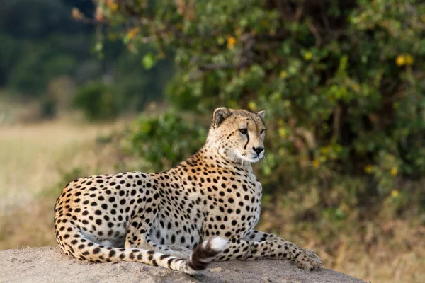 Chita Masai mara — Fotografia de Stock