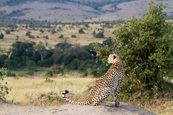 Chita Masai mara — Fotografia de Stock