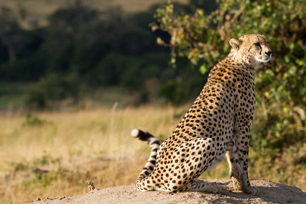 Chita Masai mara — Fotografia de Stock