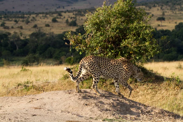 Masai mara cheetah — Stock Photo, Image