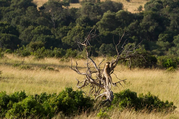 Masai Mara Cheetah — Stockfoto