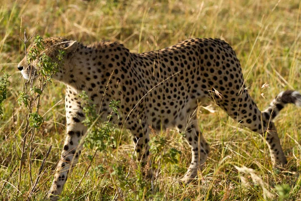 Masai Mara Cheetah — Stockfoto