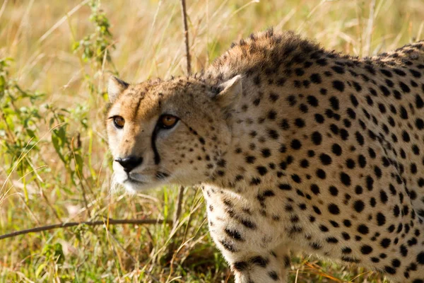 Masai Mara Cheetah — Stockfoto