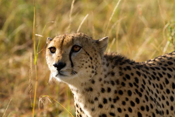 Masai Mara Cheetah — Stockfoto