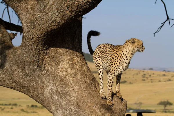 Gepard auf einem Baum — Stockfoto