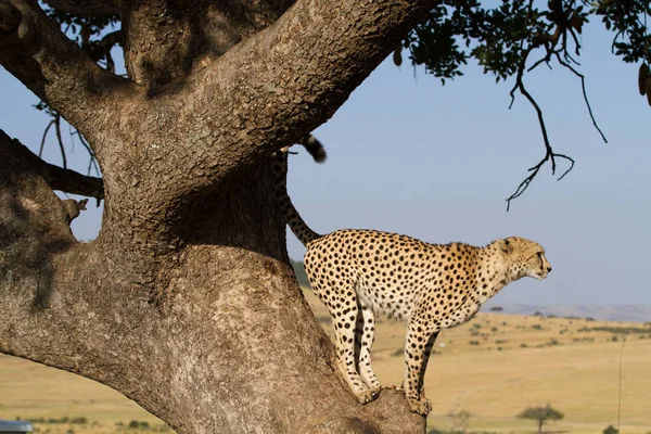 Gepard auf einem Baum — Stockfoto