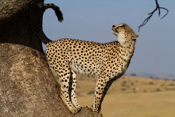 Cheetah op een boom — Stockfoto