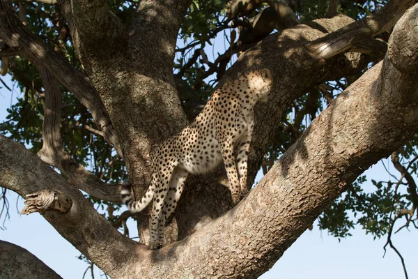 Cheetah on a tree — Stock Photo, Image