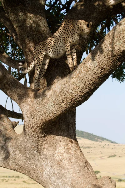 Cheetah on a tree — Stock Photo, Image