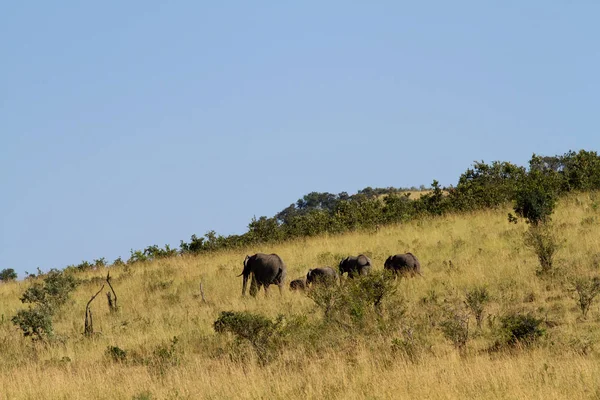 Słonie w rezerwat masai mara — Zdjęcie stockowe