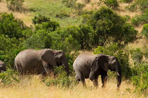 Elefantes en la reserva masai mara — Foto de Stock