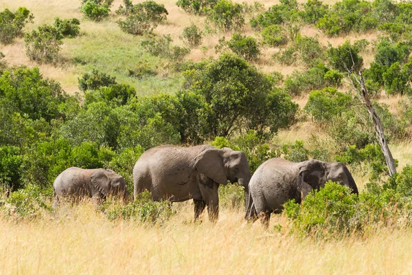 Elefantes na reserva de masai mara — Fotografia de Stock