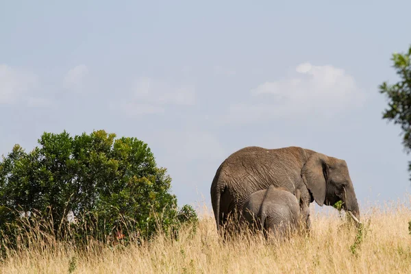 Elefantes na reserva de masai mara — Fotografia de Stock