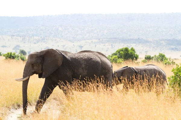 Elefanti nella riserva di masai mara — Foto Stock