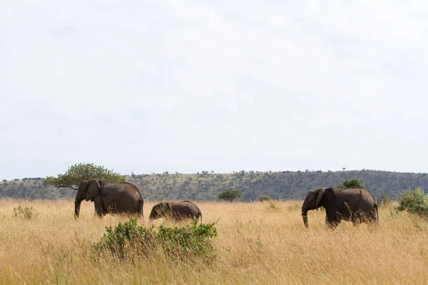 Elefanter i reservatet masai mara — Stockfoto