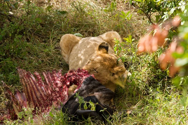 Leão comendo uma presa — Fotografia de Stock