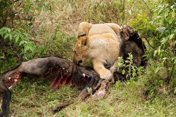 Leão comendo uma presa — Fotografia de Stock
