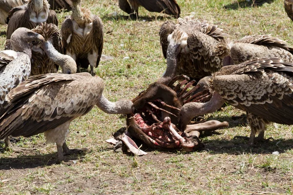 Abutres comendo um animal morto — Fotografia de Stock