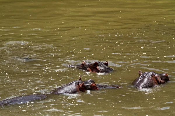 Hipopótamos Río Mara Kenya — Foto de Stock