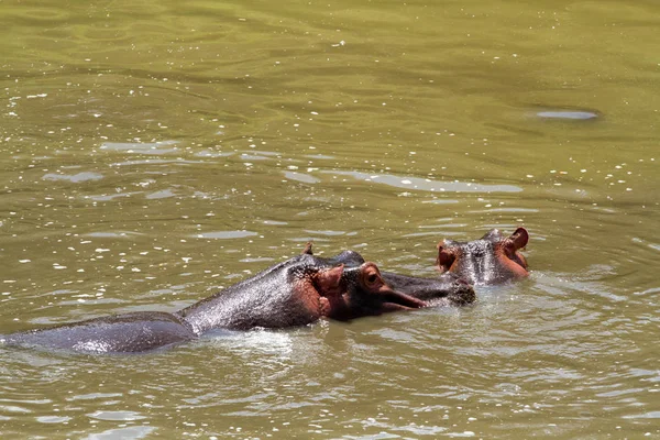 Nijlpaarden Mara Rivier Kenia — Stockfoto