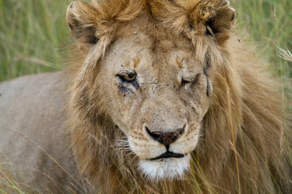 ケニアで傷ついたライオン — ストック写真