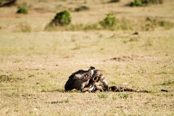 Masai Mara Fauna Kenya —  Fotos de Stock