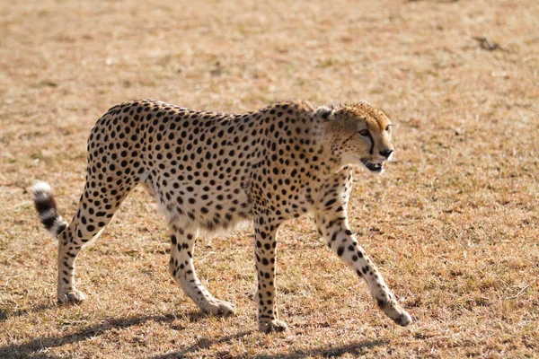 Cheeta in de masai mara — Stockfoto