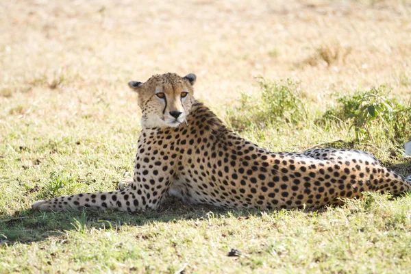在masai mara的猎豹 — 图库照片