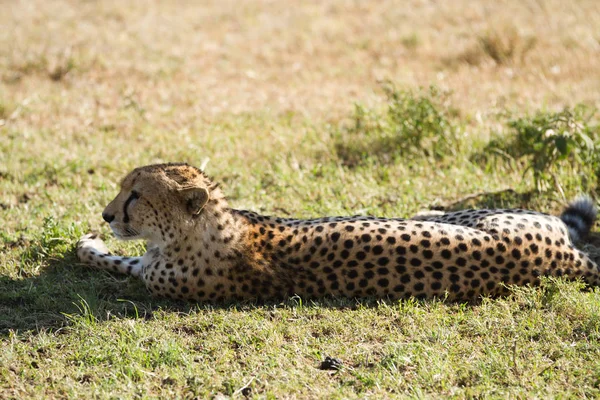 Cheeta in de masai mara — Stockfoto
