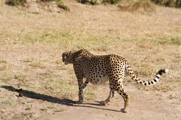Gepard in der Masai-Mara — Stockfoto