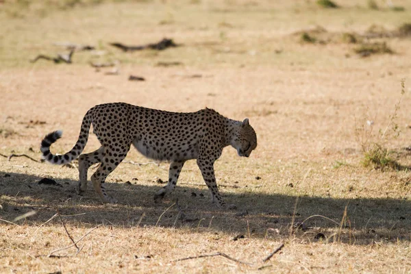 在masai mara的猎豹 — 图库照片