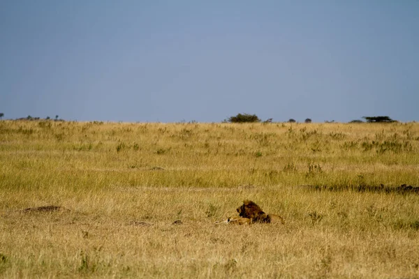 Masai mara lions — Stock Photo, Image