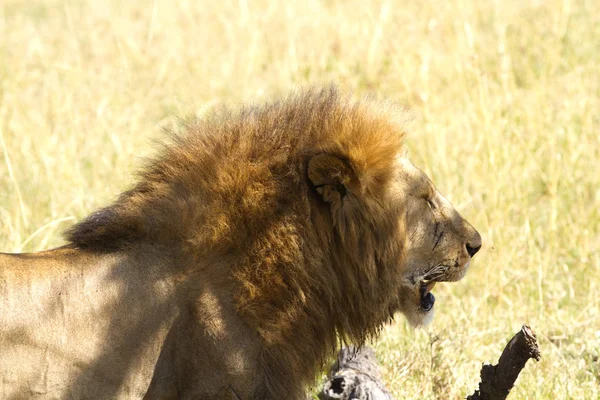 Masai Mara Lions — Stockfoto