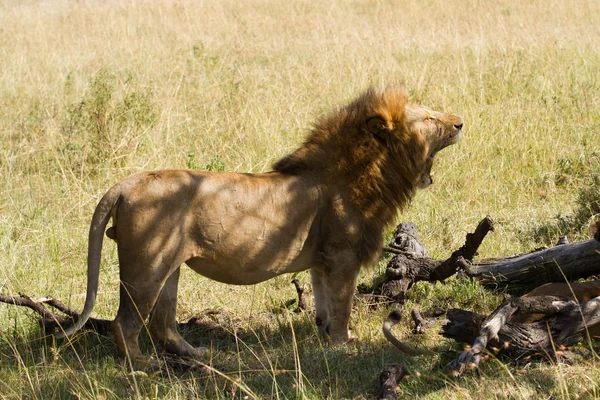 Lions Masai Mara — Photo