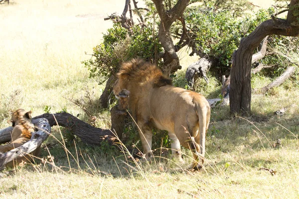 Leoni Masai Mara — Foto Stock