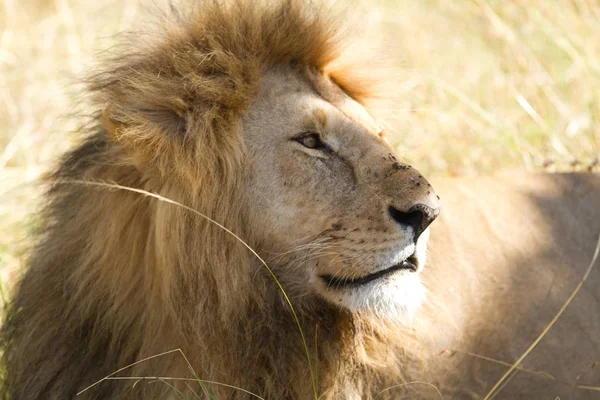 マサイマラ国立保護区ライオンズ — ストック写真