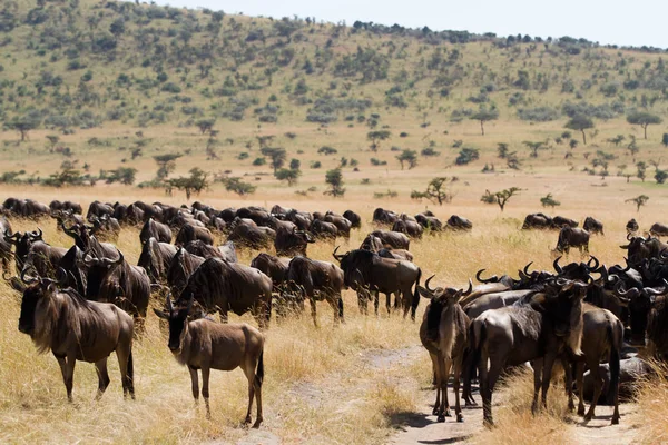 Masai mara wild animals — Stock Photo, Image