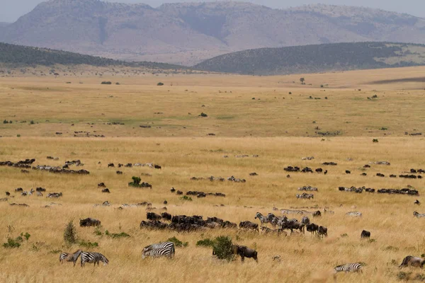 Masai mara vahşi hayvanlar — Stok fotoğraf