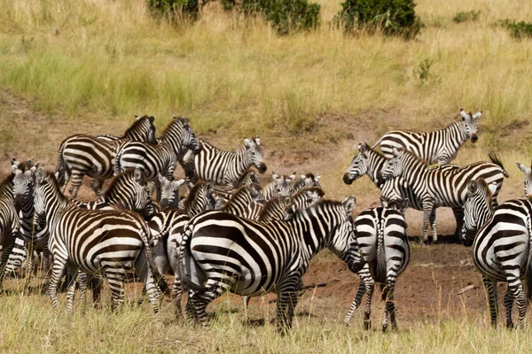 Masai mara wild animals — Stock Photo, Image