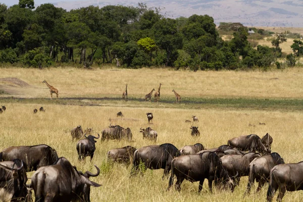 Masai mara dzikich zwierząt — Zdjęcie stockowe