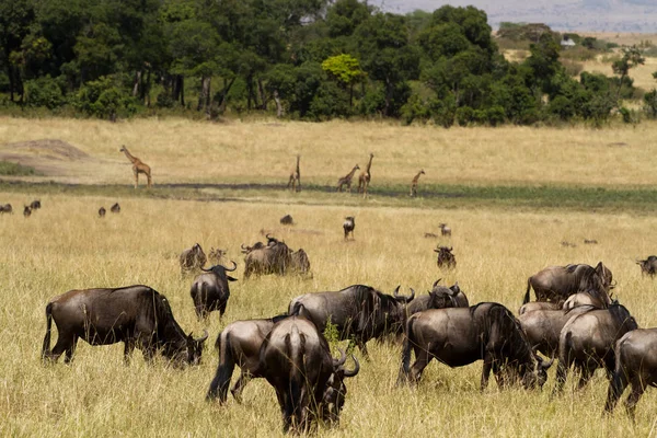 Masai mara animali selvatici — Foto Stock
