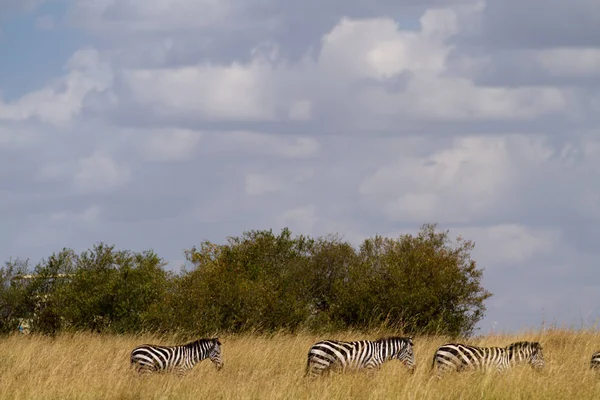 Masai Mara Fauna Selvatica Durante Stagione Migratoria — Foto Stock