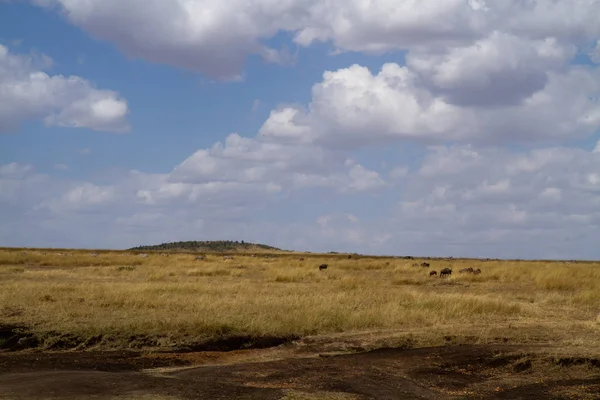 Masai Mara Landscape Mara River — Stock Photo, Image